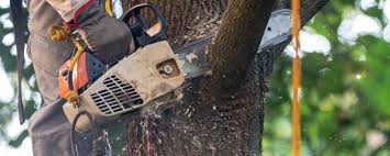 Best Tree Mulching Services  in West Kennebunk, ME