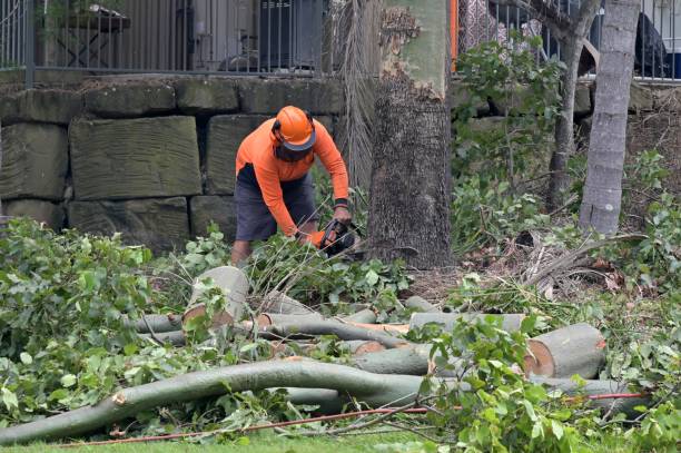 Why Choose Our Tree Removal Services in West Kennebunk, ME?